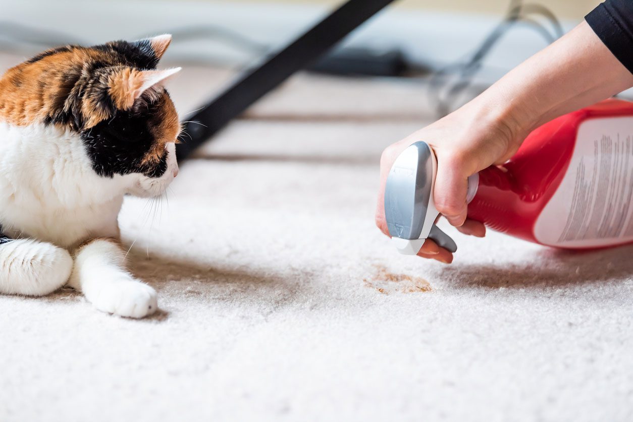 cat next to woman spraying carpet